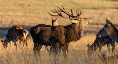 Red Deer Guarding His Herd